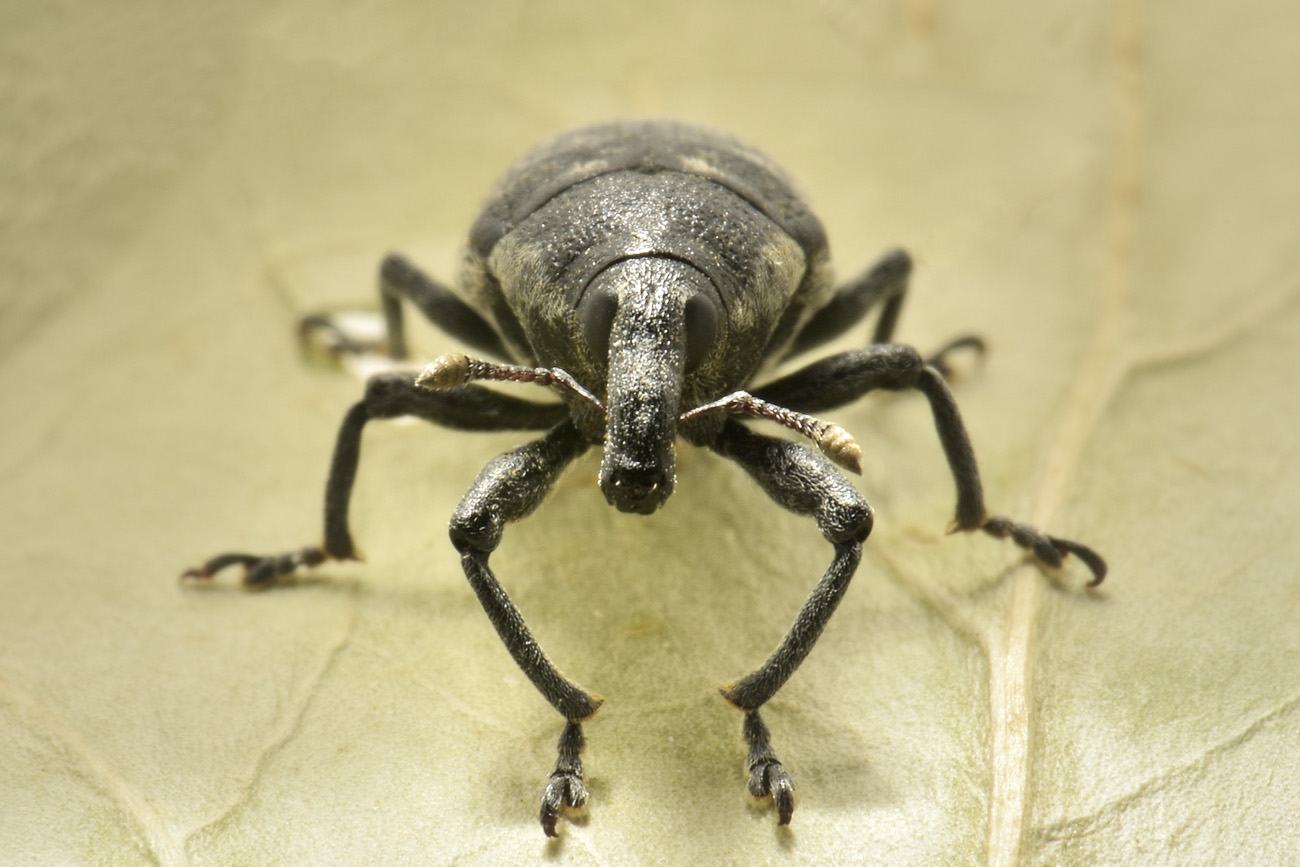 Curculionidae: Larinus sp?